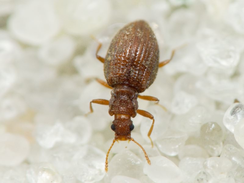 Stephostethus angusticollis (Gyllenhal, 1827)